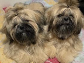 Shih Tzu  FCI