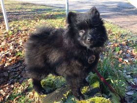 Mittelspitzwelpen in schwarz und orange sable