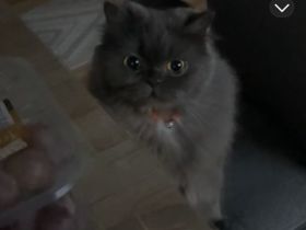 Zu verkaufen: Zwei große Perserkatzen