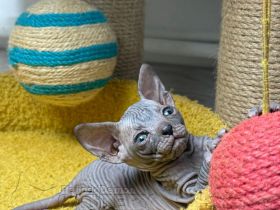 Mega verschmuste Don Sphynx Kätzchen mit Schnurrhaaren
