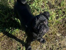 Black is Beautiful- Der moderne Mops-Junge NEWTON