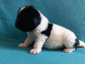 Neufundlander - Welpen mit FCI Ahnentafel