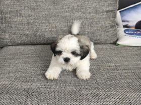 Ich verkaufe einen Shih tzu welpen
