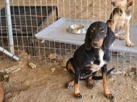 Dilaila – Zerbrechliche Hundeseele sucht einen Ort der Heilung