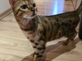 Bengal Männchen Mika