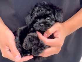 Reinrassige Toypudel mit Ahnentafel Lackschwarz