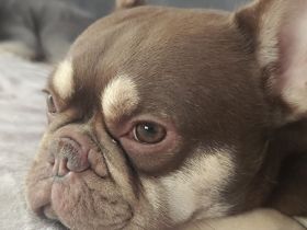 🐾 Französische Bulldogge „Loui“ sucht ein liebevolles Zuhause 🐾