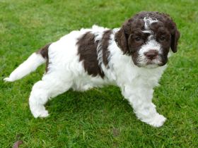 Lagotto Romagnolo Welpen mit Ahnenpass