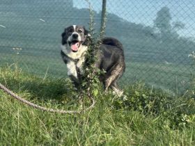 Schenkst du Sascha ein Körbchen?