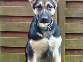 Welpen, Osteuropäische Schäferhund (OES,VEO)