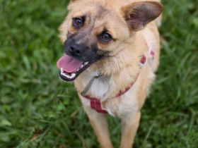 Kleine Schmusemaus Lisa sucht ihr Für-Immer-Zuhause