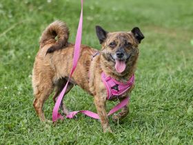 Zarte Eva sucht ein Zuhause voller Liebe und Kuscheleinheiten