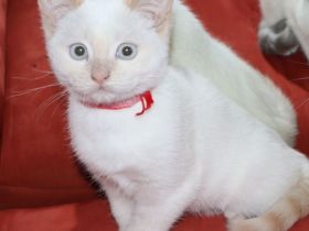 Kätzchen, Katzenbabys