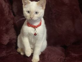 Kätzchen, Katzenbaby