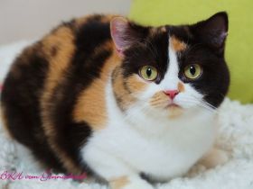 Britischkurzhaarkatze mit Stammbaum kastriert