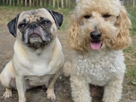 Pugapoo Mops x Zwergpudel Mischlingswelpen Wurfankündigung bezaubernde Mops-Pudel-Welpen erwartet!