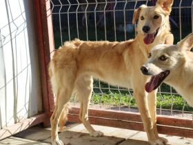 Köbes: Ein empfindsames Herz sucht sanfte Hände.