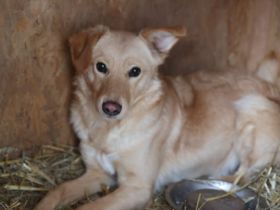 Köbes: Ein empfindsames Herz sucht sanfte Hände.