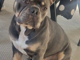 Französische Bulldogge Deckrüde