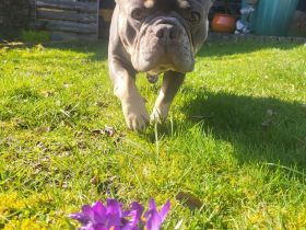 Französische Bulldogge Deckrüde