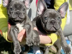 Süsse Französische Bulldogge Welpe blue