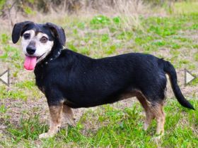 Bori, Dackel Beagle Mischling, geb. 2016, ein richtiger Goldschatz
