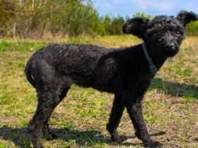 Rina, Pudel Pumi/ Puli Mix, geb, 2024, aktive, quirlige Junghündin