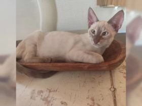 F6C Savannah Kitten – Chocolate Charcoal Mink Weibchen (Budapest / EU-weit lieferbar)