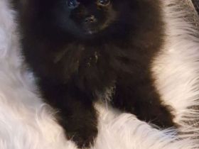 Reinrassige Pomeranian Bärchen