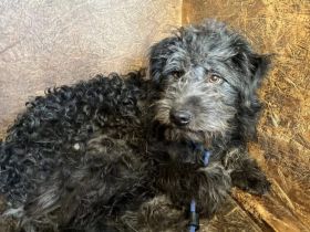 Jeder Hund verdient eine Chance – und Poschel ganz besonders.