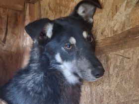 Zitrone: Eine kleine saure Frucht, die süß werden will