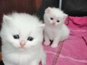 Reinrassige BKH Kitten