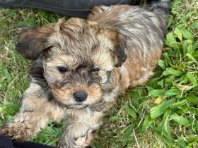 Havaneser Welpe sucht liebevolle Familie ❤️