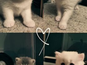 4 Zuckersüße Kitten suchen ein Zuhause– liebevoll aufgezogen, verspielt & verschmust