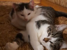 Junge Katzen abzugeben