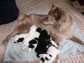Großspitz-Welpen mit Papieren