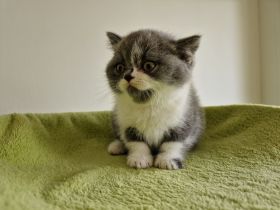 Katzenoaze