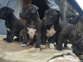 Amerikanische Staffordshire Welpen