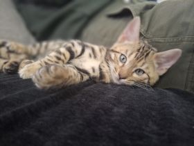 Bengalkitten mit Stammbaum können ausziehen