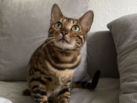 Bengal Katze aus Bremen in liebevolle Hände abzugeben