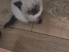 Süßer Siamkater sucht liebevolles Zuhause