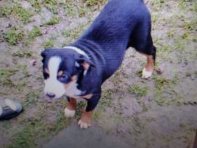 Rassenreine Appenzeller Sennenhunde Welpen. Nur noch ein Mädchen abzugeben.