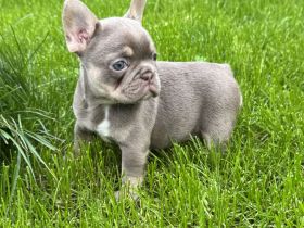 Französische Bulldogge Welpe Hündin