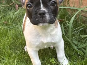Französische Bulldogge, Welpe Hündin