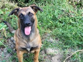 Energiebündel Holly sucht ihre Menschen