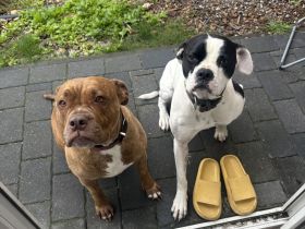 Old English Bulldogg weiblich und Oeb Boxer Rüde