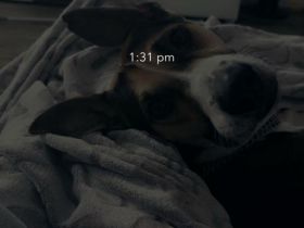 Perro sin pelo peru rüde