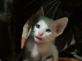 Reinrassige OKH / SIA Orientalisch Kurzhaar Kitten Seal Point, Ebony & Foreign White