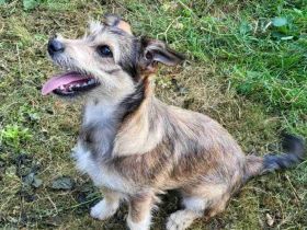 Powerpaket Lucinda sucht ihre Menschen