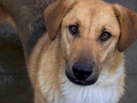 Schenkst du Mogli Geborgenheit?